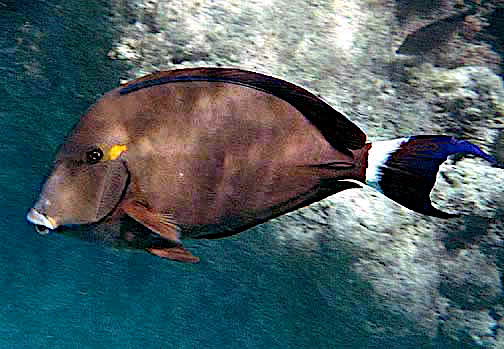 Ringtail Surgeonfish  Acanthurus blochii