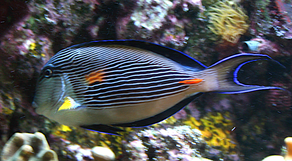 Sohal surgeonfish  Acanthurus sohal