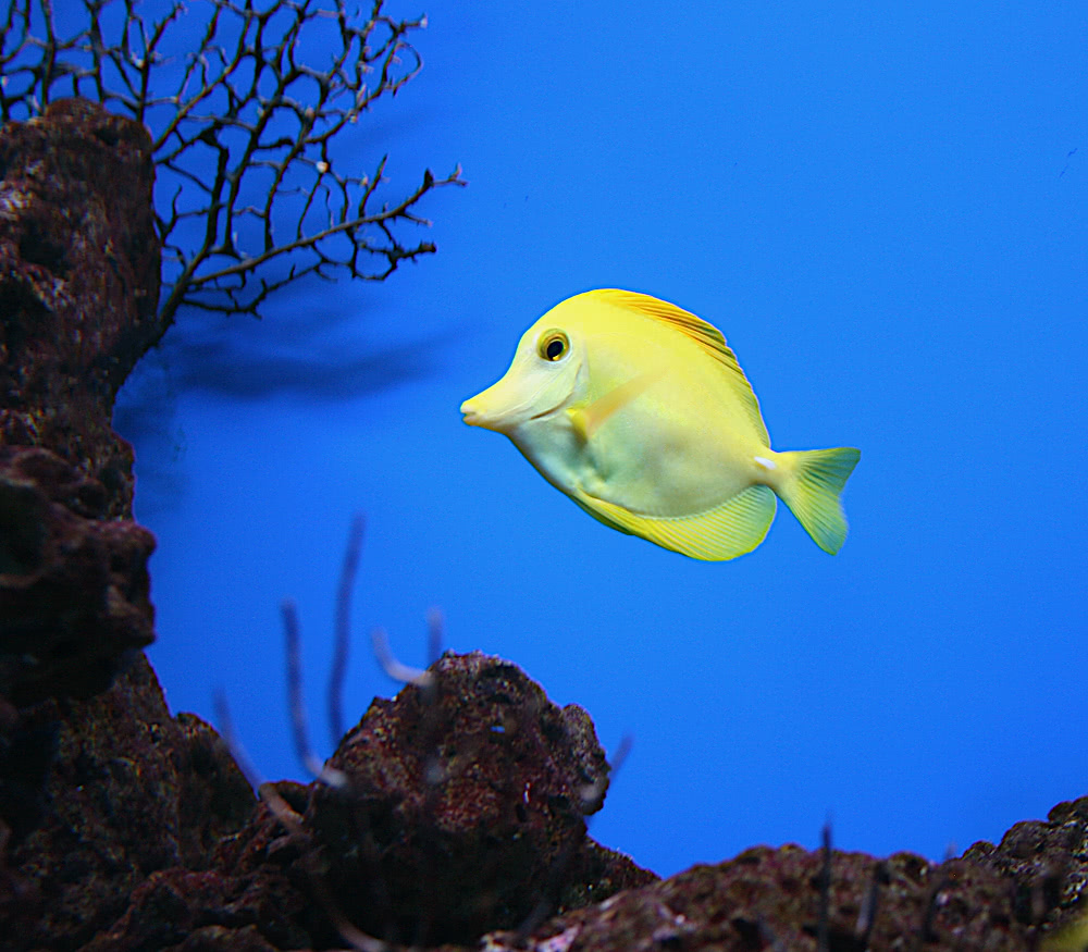Yellow Tang surgeonfish  Zebrasoma flavescens  photo