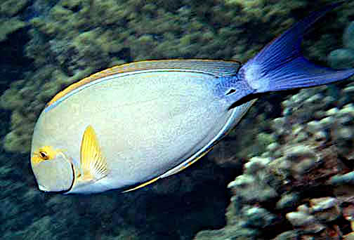 yellowfin surgeonfish  Acanthurus xanthopterus