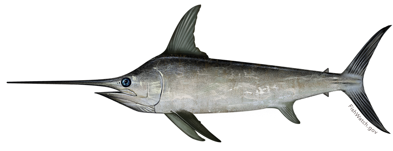Swordfish  Xiphias gladius