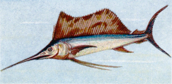 Swordfish  Xiphias gladius  vintage