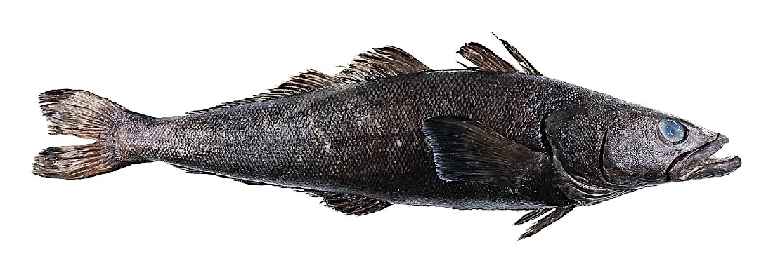 Patagonian toothfish  Dissostichus eleginoides