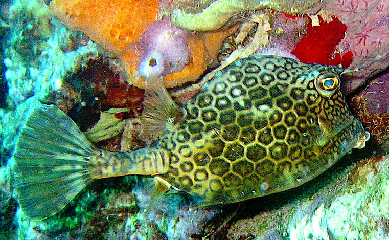 Smooth Trunkfish  Lactophrys triqueter