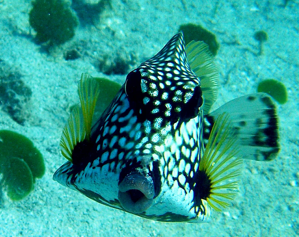 Smooth Trunkfish  Lactophrys triqueter  front