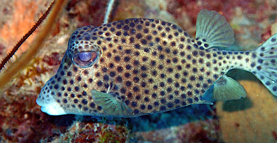 Spotted trunkfish  Lactophrys bicaudalis