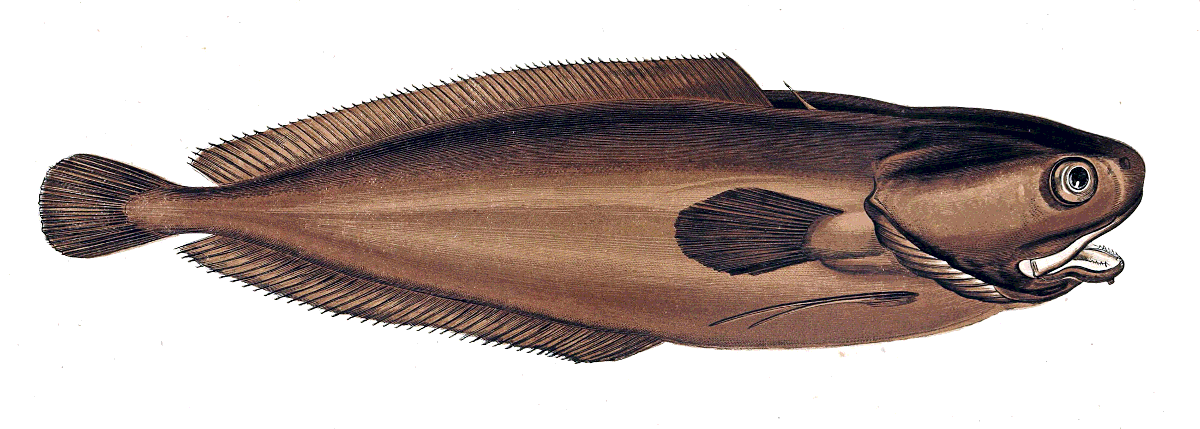 Tadpole fish  Raniceps raninus