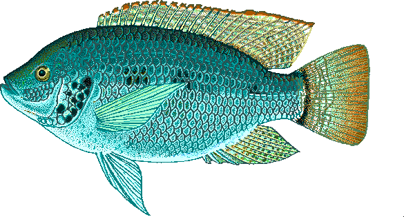 Three-spotted tilapia  Oreochromis andersonii