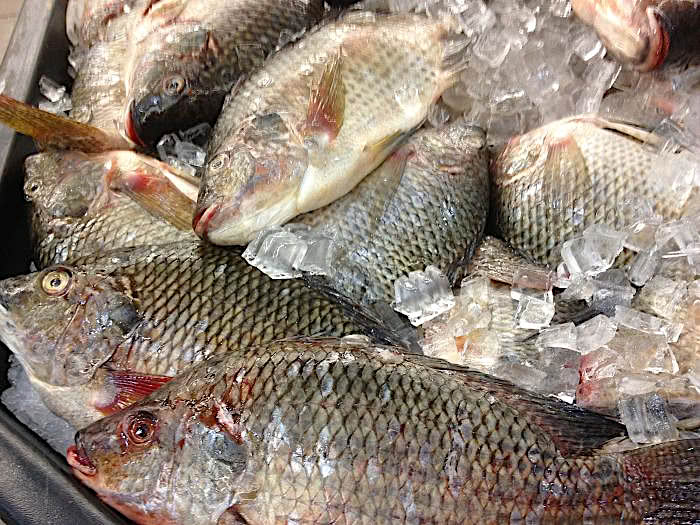 Tilapia at market