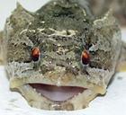 toadfish/