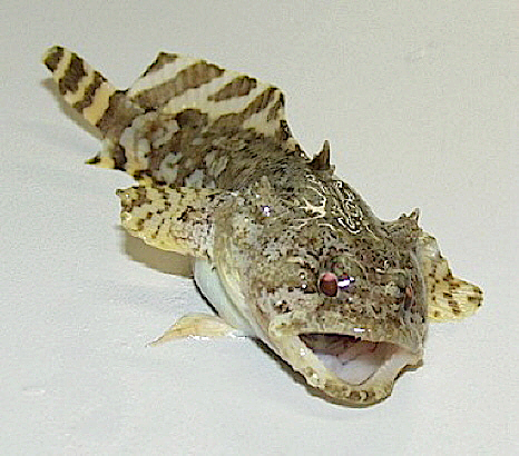 Gulf toadfish  Opsanus beta