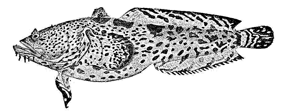 Leopard toadfish BW