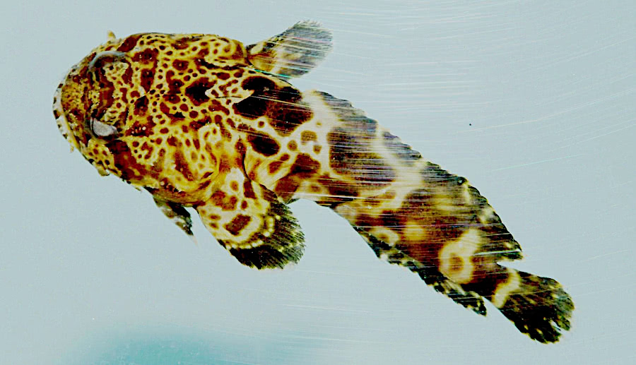 Leopard toadfish  Opsanus pardus