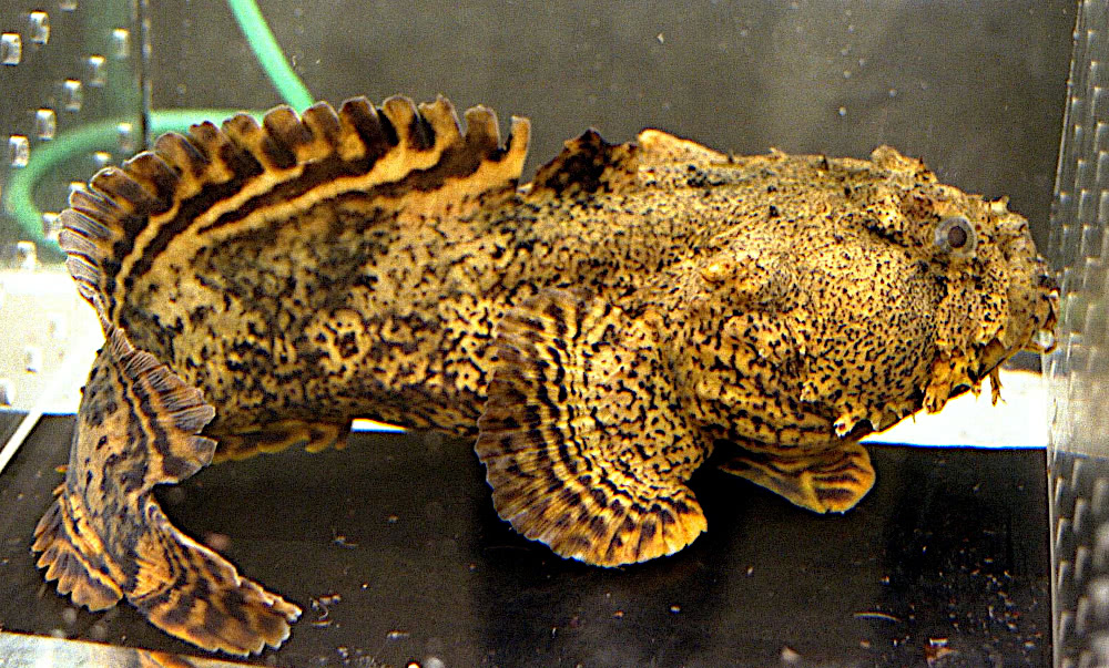 Oyster toadfish 2