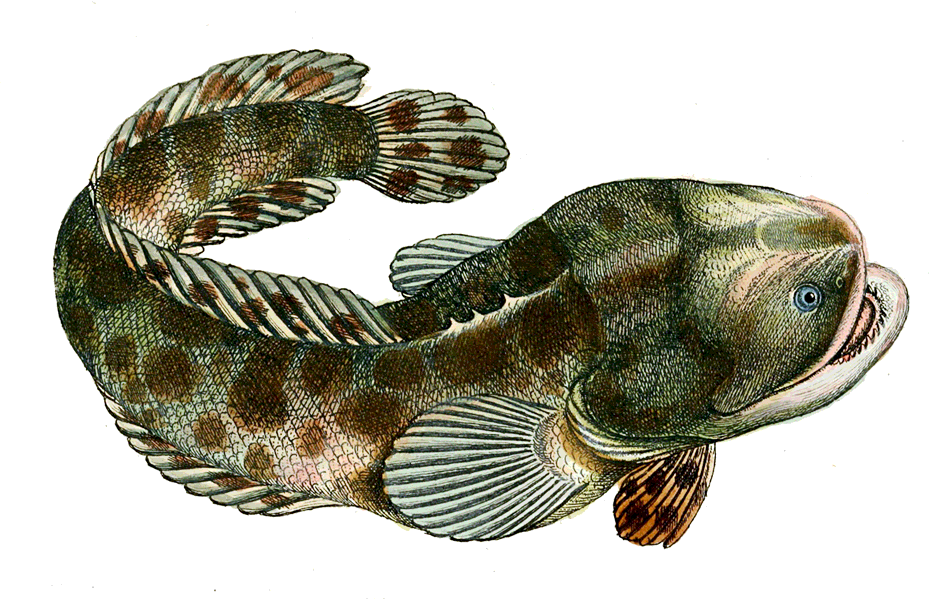 Pacuma toadfish  Batrachoides surinamensis
