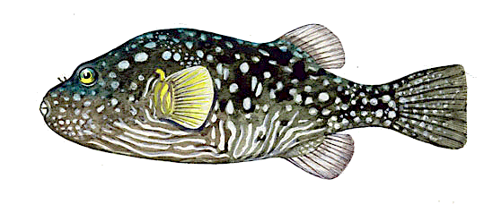 Stars and Stripes Toadfish