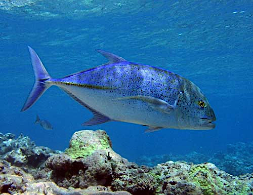 Bluefin trevally  Caranx melampygus