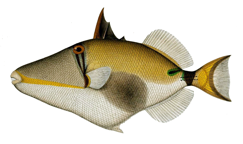 Blackbelly triggerfish  Rhinecanthus verrucosus