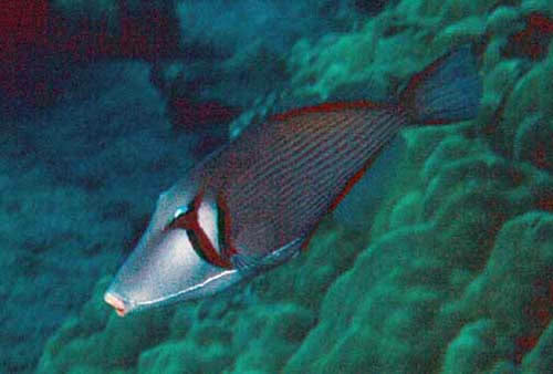 Boomerang triggerfish  Sufflamen bursa