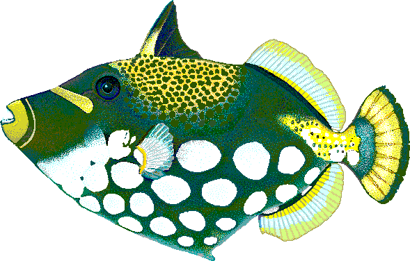 Clown triggerfish  Balistoides conspicillum