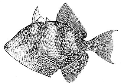 Gray triggerfish BW