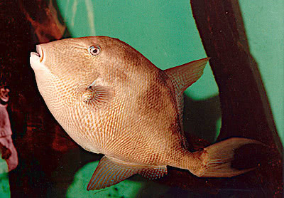 Grey triggerfish  Balistes capriscus