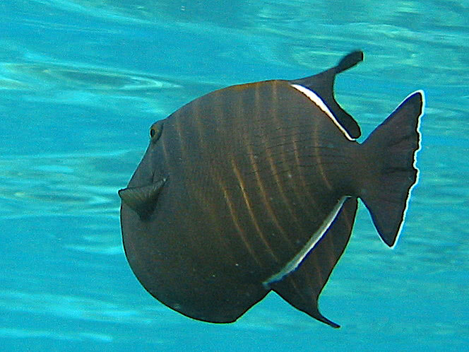 Indian triggerfish  Melichthys indicus