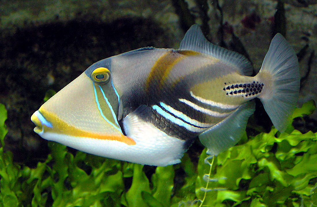 Picasso triggerfish  Rhinecanthus aculeatus