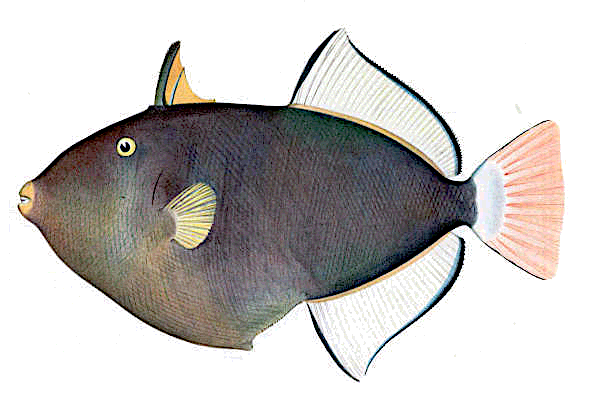 Pinktail triggerfish  Melichthys vidua
