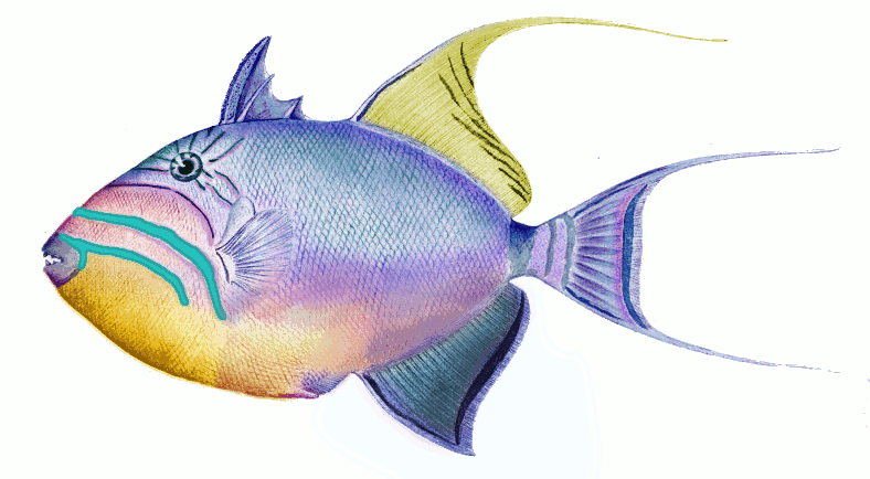 Queen triggerfish  Balistes vetula