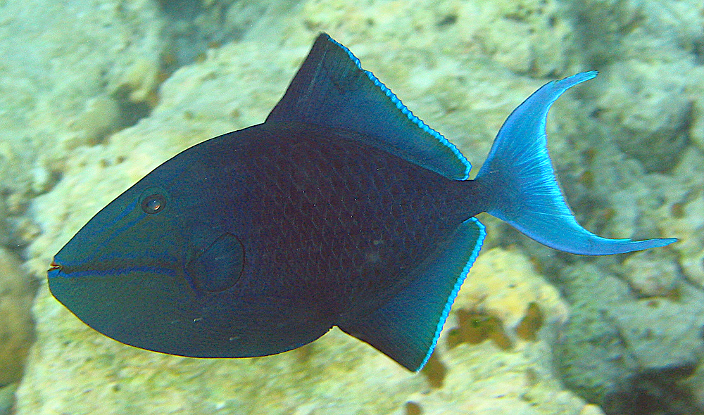 Red-toothed triggerfish  Odonus niger