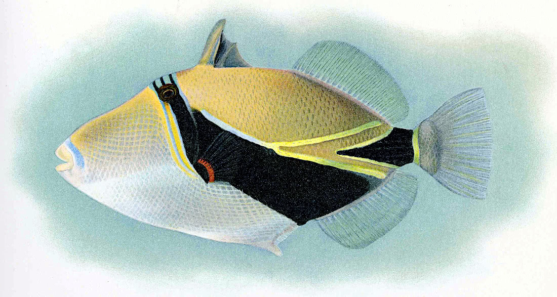 Reef triggerfish  Rhinecanthus rectangulus