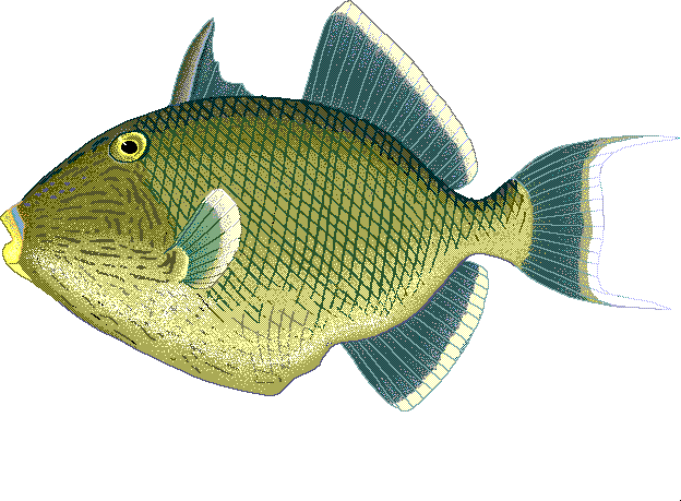 Rippled triggerfish  Pseudobalistes fuscus