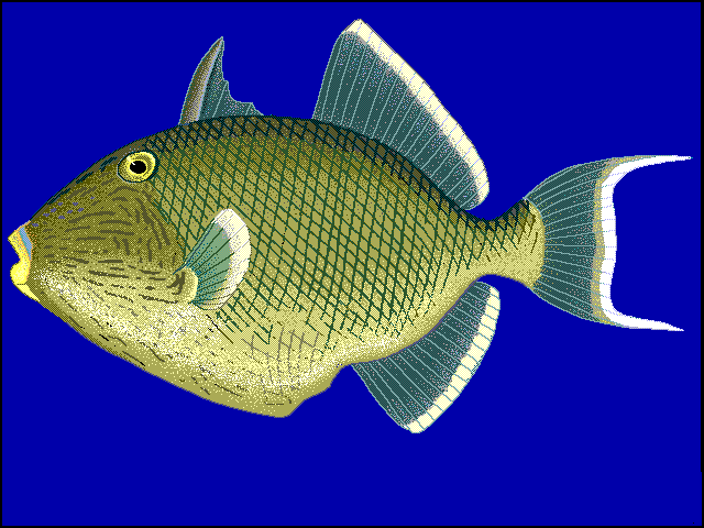 Rippled triggerfish blue BG