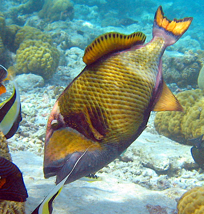 Titan Triggerfish  Balistoides viridescens