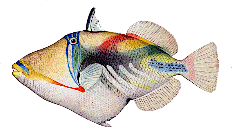 White-banded triggerfish  Rhinecanthus aculeatus