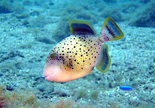 Yellowmargin triggerfish  Pseudobalistes flavimarginatus