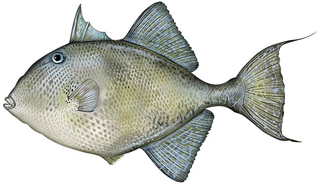 gray triggerfish