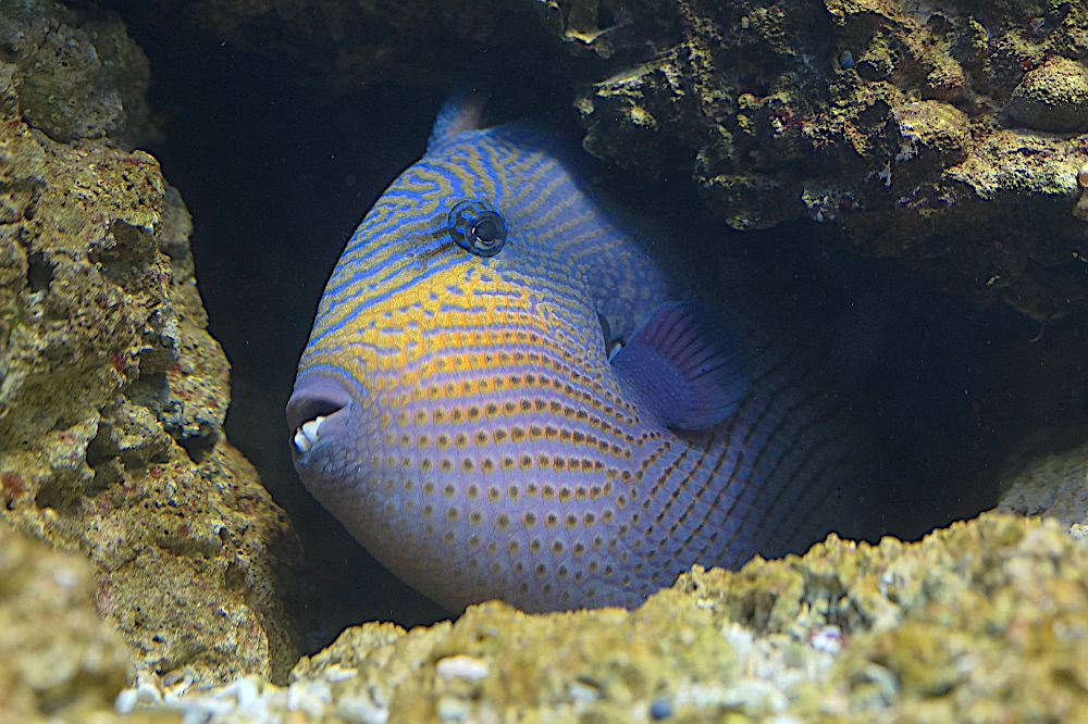 triggerfish in coral