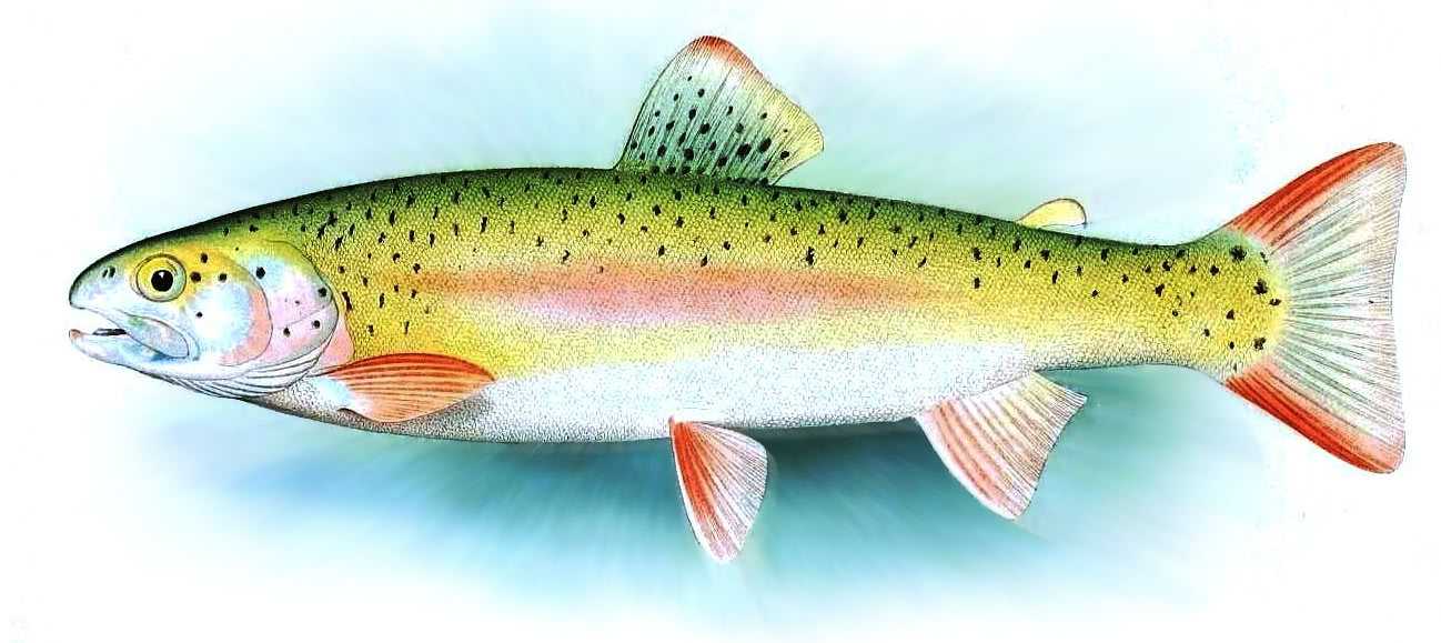 Alaskan rainbow trout female