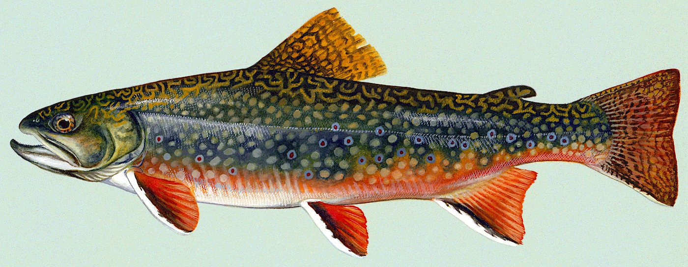 Brook trout  Salvelinus fontinalis