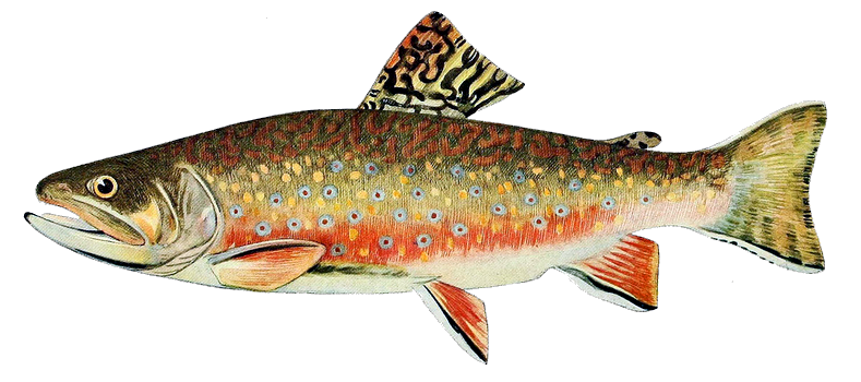Brook trout breeding coloration