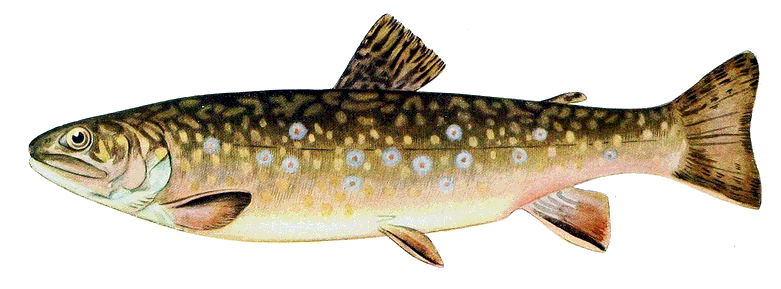 Brook trout female