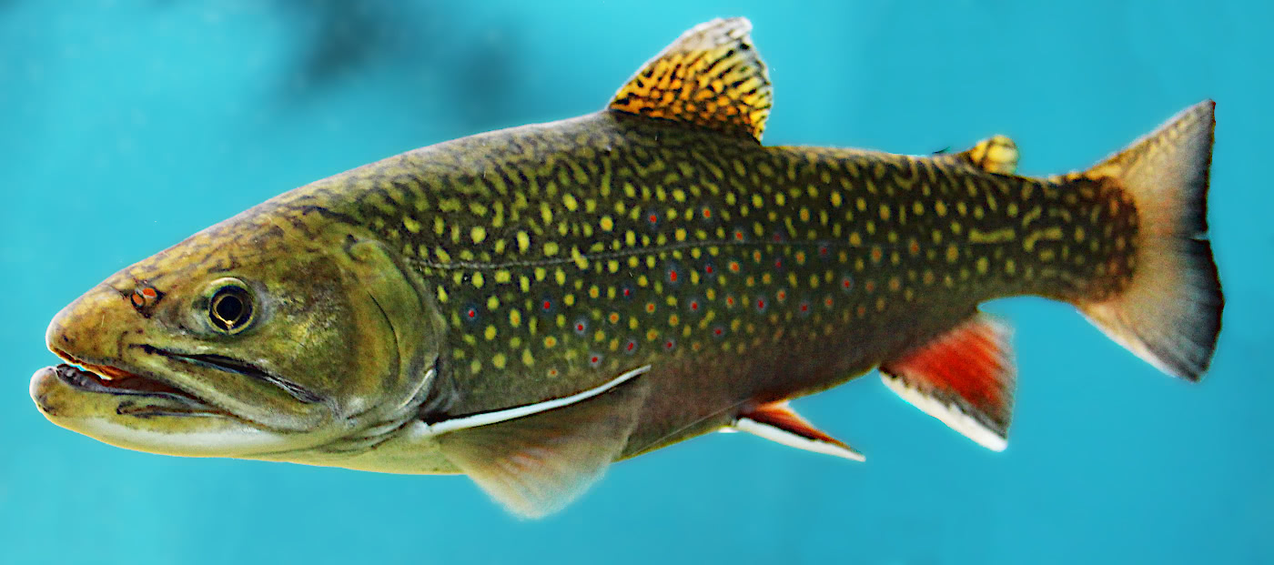 Brook trout in water