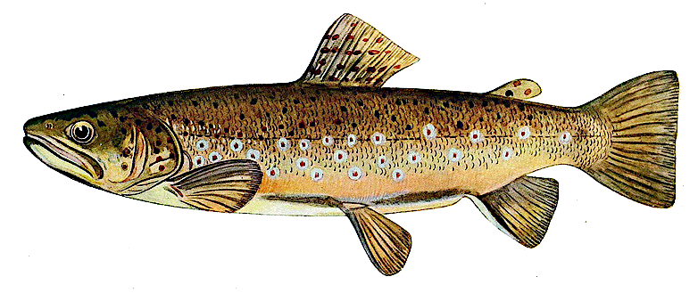 Brown trout male