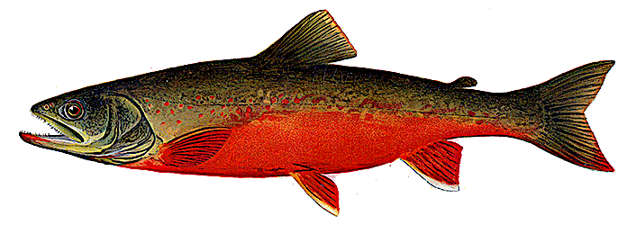 Canadian Red Trout  adult male
