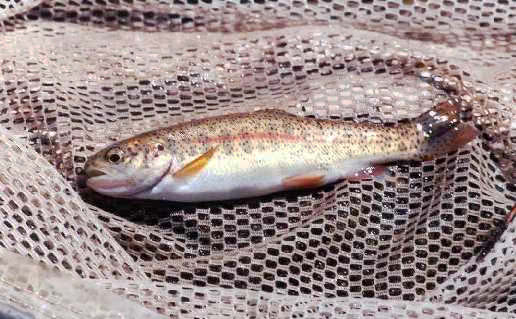 Columbia River redband trout