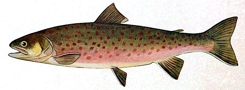 Dolly Varden trout male