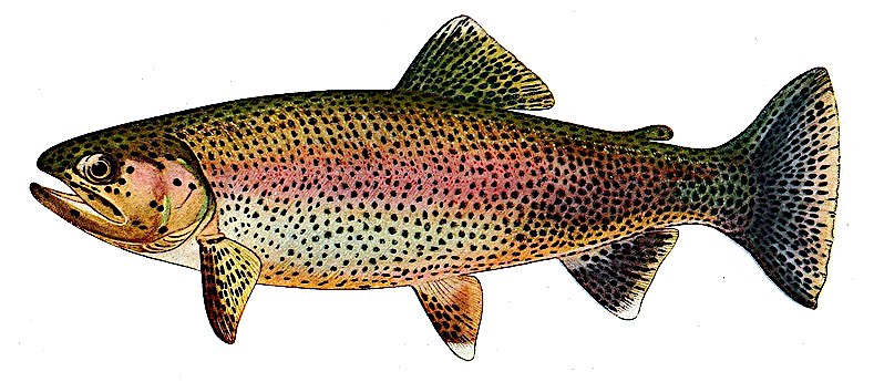 Golden trout clip
