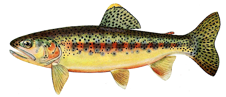 Golden trout of Soda Creek CA male